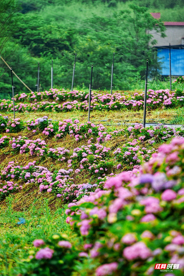周末不忙 去趟衡阳|珠晖区:文旅新名片 绣球花迎客