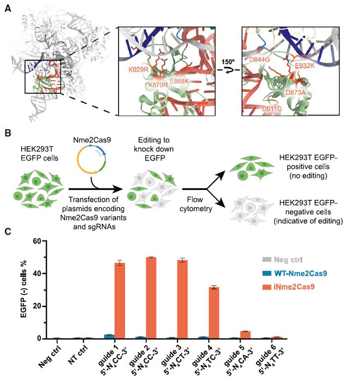 改造这种cas9，基因编辑效率提升百倍！诺奖得主最新成果再登《细胞》