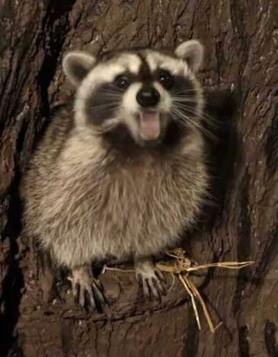 大鼻子浣世界上最萌的生物