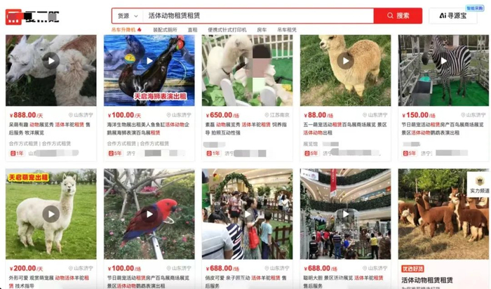 △动物租赁公司多来自于山东济宁，截自某电商平台