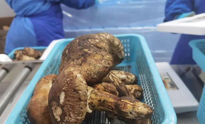 ▲待出口的新鲜松茸。图源成都海关发布