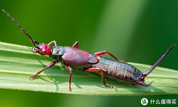 发现蠼螋后怎么消灭呢?