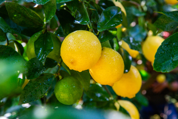 ▲安岳柠檬。图源视觉中国