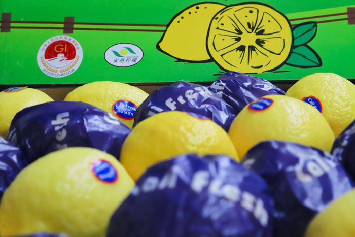 ▲即将出口的安岳柠檬。图源安岳融媒（潘政吉 摄）