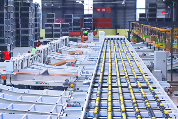 ▲柠檬自动分选设备。图源安岳融媒（潘政吉 摄）