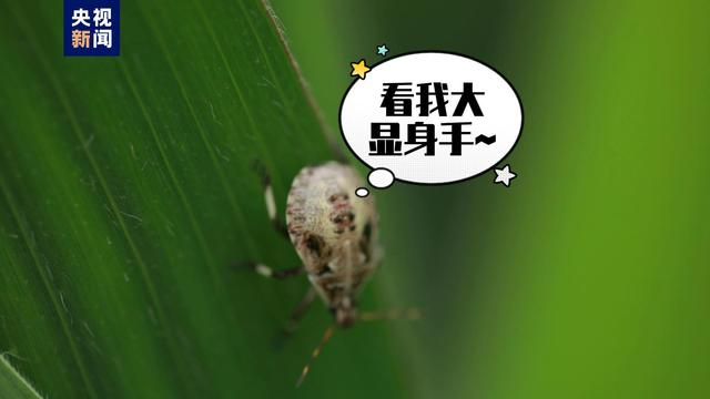 以虫治虫!湖南桂阳放出41亿只虫子灭害虫