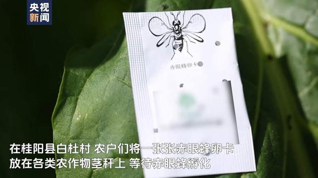 以虫治虫!湖南桂阳放出41亿只虫子灭害虫