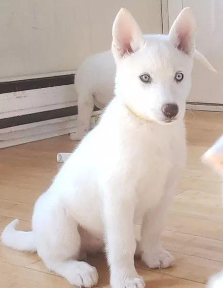 纯白哈士奇搭配一双鸳鸯眼,这狗子也太仙了吧,厉害了!