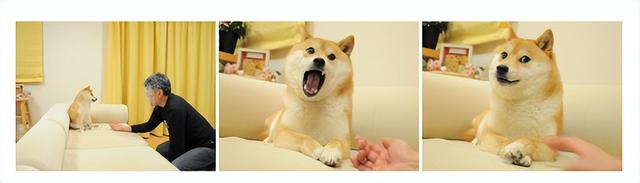 今天早上,全世界最著名的狗狗去世了|柴犬|狗_新浪新闻