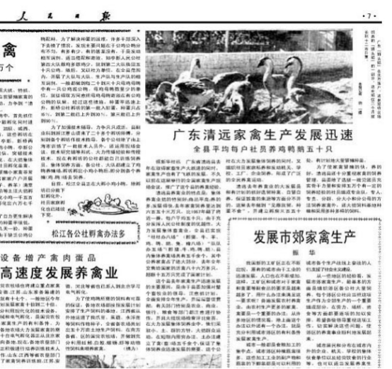 「清远顶级ip」能火这么多年,是有原因的|白切鸡_新浪新闻