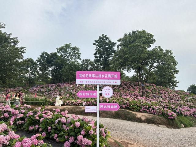 初夏时节,惠水县好花红镇桔香花海景区的绣球花已迫不及待地"闪亮"