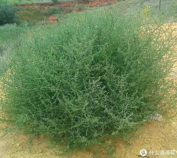 在美国横行霸道的风滚草,和猪毛菜类似,为啥到我国却很难泛滥?