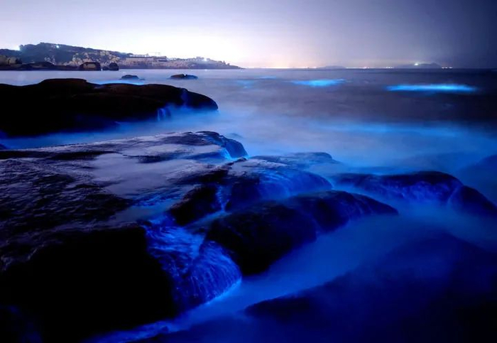 4月11日，在福建平潭长江澳、光裕村、官姜村等海域的“蓝眼泪”奇观。图片由平潭融媒体中心提供