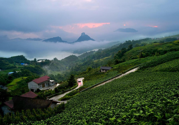 常德石门:高山小村的"烟草情"