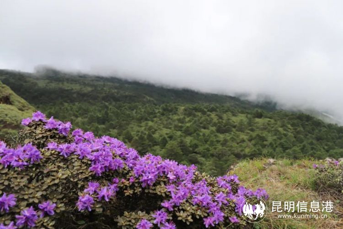 野趣与运动交织!昆明禄劝轿子山"玩法"不断上新