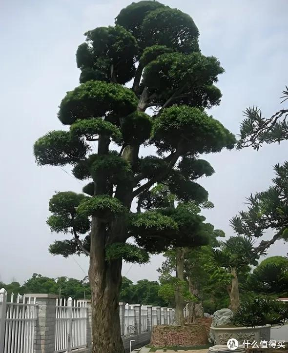 这 2 种"镇宅花"寿命极长,越养越珍贵,能当"传家宝"!