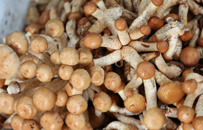 ▲新鲜的松茸。图据雅江文旅