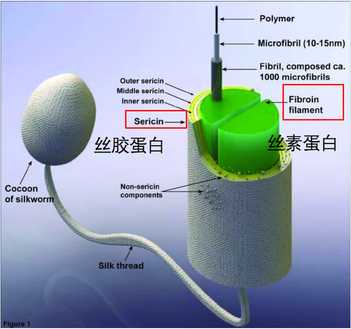 蚕丝,在医学中竟然有这么多用途!|机械|丝素|蛋白_新浪新闻