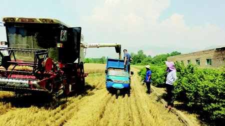 雨水"暂歇"|光敏|蚊子|食物_新浪新闻