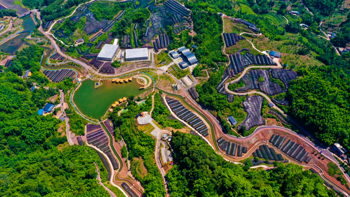 ▲沐川县魔芋现代农业园区 。图源沐川县融媒体中心