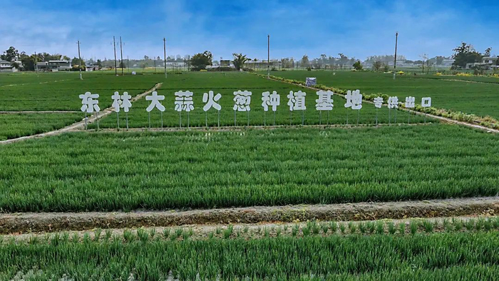 ▲东林大蒜火葱种植基地。图源新都发布