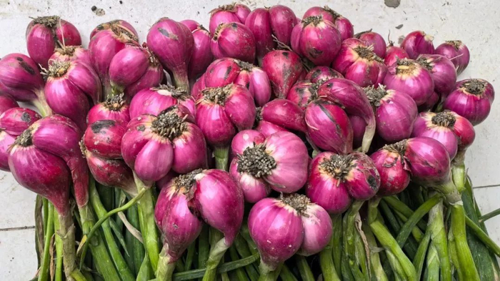 ▲刚采收的火葱。图源新都发布