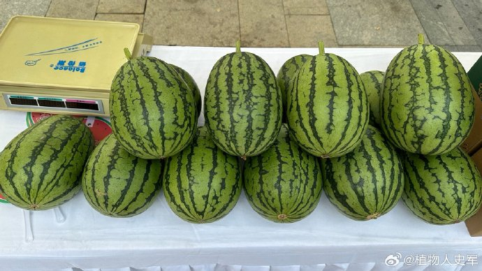 l600这西瓜太赞了,个头不是很大,一顿吃一个刚好