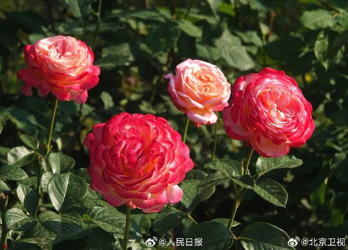 近日,北京圆明园的月季花盛开