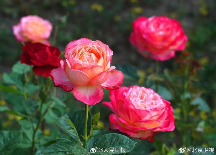 近日,北京圆明园的月季花盛开