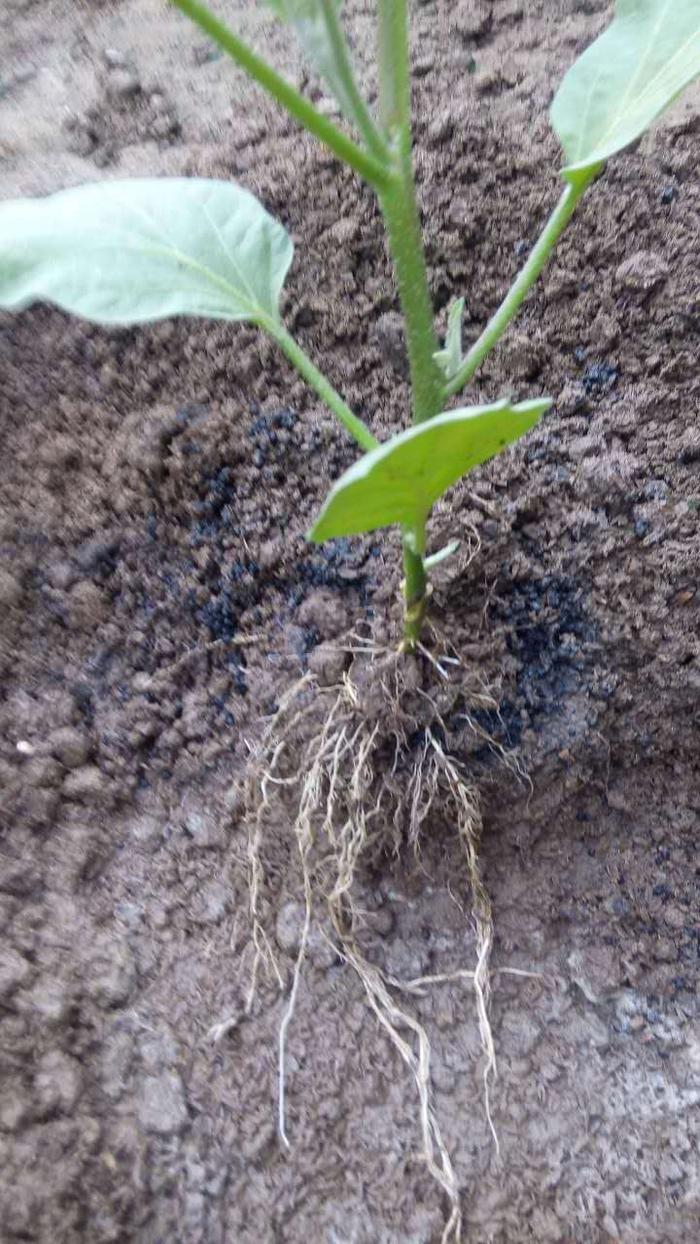 改良土壤,促进根系生长,叶面肥厚肥料中茄子和黄瓜根系十分发达