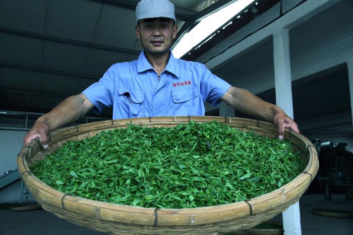 甲子山中茗茶香 滋味醇厚沁心脾|日照市_新浪新闻