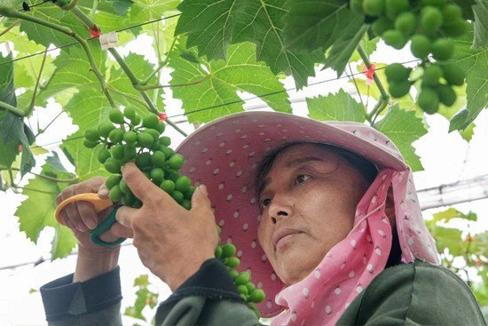 　　湖北省广水市李店镇飞跃村村民为乡村合作公司葡萄园修枝。团广水市委供图