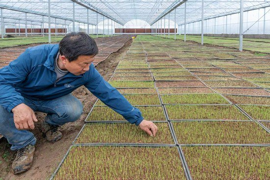 　　湖北省广水市广水街道办事处驼子村乡村合作公司育秧工厂“农民工人”正在育秧。团广水市委供图