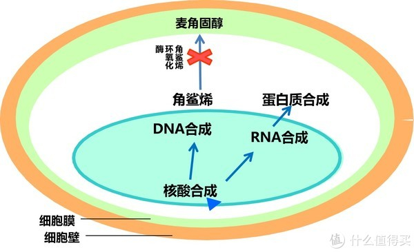 鲁南制药洁宁喷涂搽三管齐下,抗菌防臭预防各类表皮真菌感染