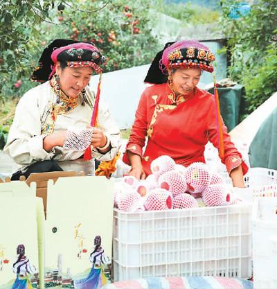 四川省甘孜藏族自治州丹巴县的村民正在包装“美人脆”苹果。降初泽郎摄