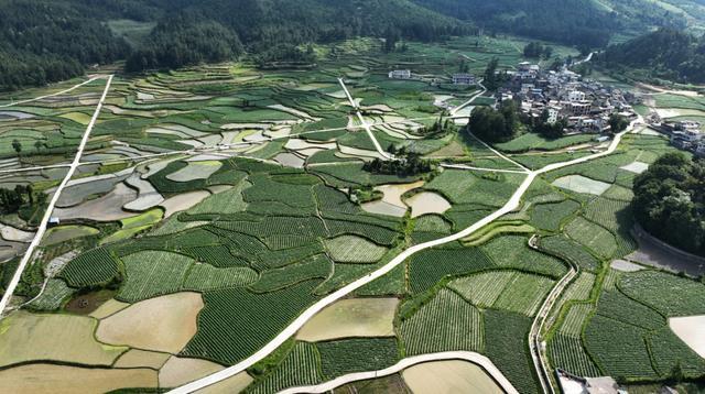 正值夏季农作物快速生长的时期,在龙里县湾滩河镇的万亩田园大坝上