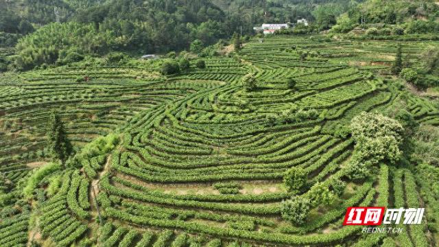 宜章莽山:夏茶采摘正当时 绿色产业"红利"足