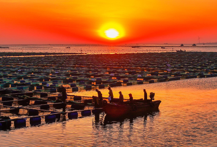山东荣成:绿色风电赋能"海上田园"|海上田园|荣成|石岛管理区_新浪