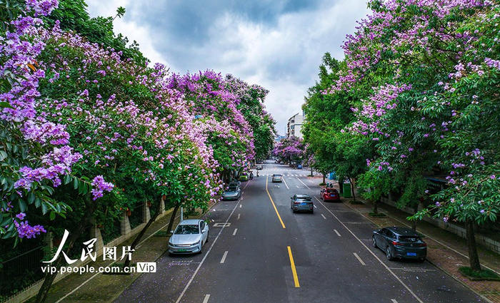 广西南宁:紫薇花绽放|广西|南宁市_新浪新闻