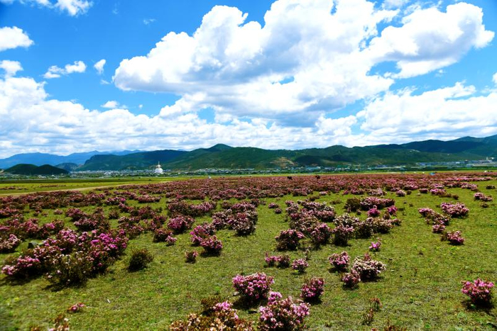 香格里拉|草原|杜鹃花_新浪新闻