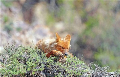 李祎斌 寻找来自北方的豺(图)
