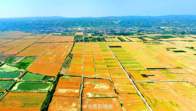 麦收时节,俯瞰黄河岸边孟津区会盟镇段