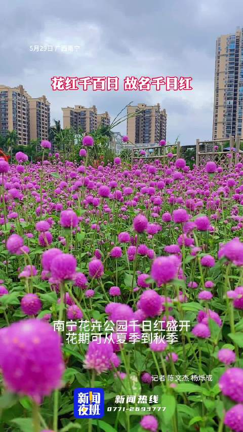 南宁花卉公园千日红盛开,花期可从夏季到秋季