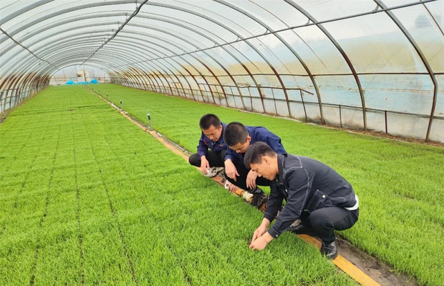 朴哲君（右一）查看水稻秧苗长势。周艳雨 摄