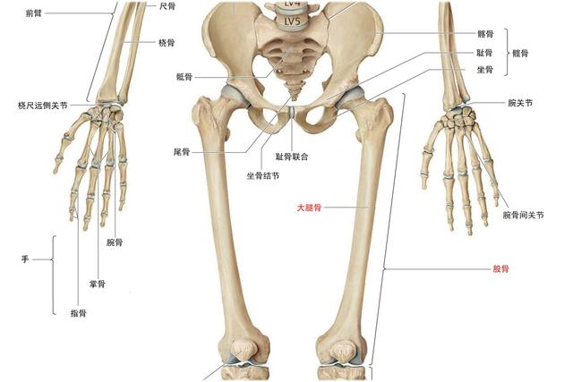 《说文解字》第807课:刘备“髀肉之叹”的“髀”是什么意思?|说文解字注|集韵·马韵|本义|股骨|大腿_新浪新闻
