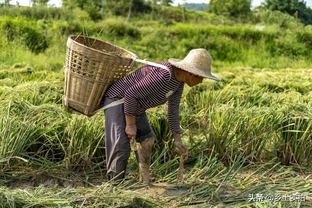 农民为何逃离农村?深度剖析农村"抛荒与城居"现象