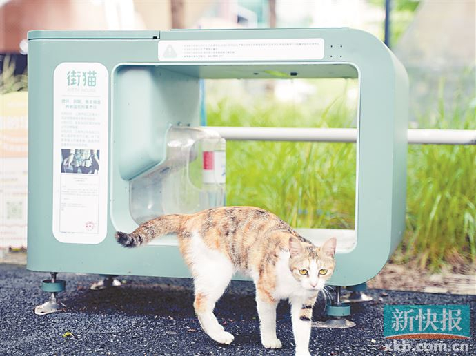智能流浪猫屋现身广州社区 "云投喂"流浪猫引关注