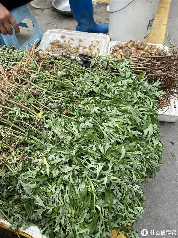 这两味极常见草药煮水给娃泡3次澡后,湿疹真的好了!