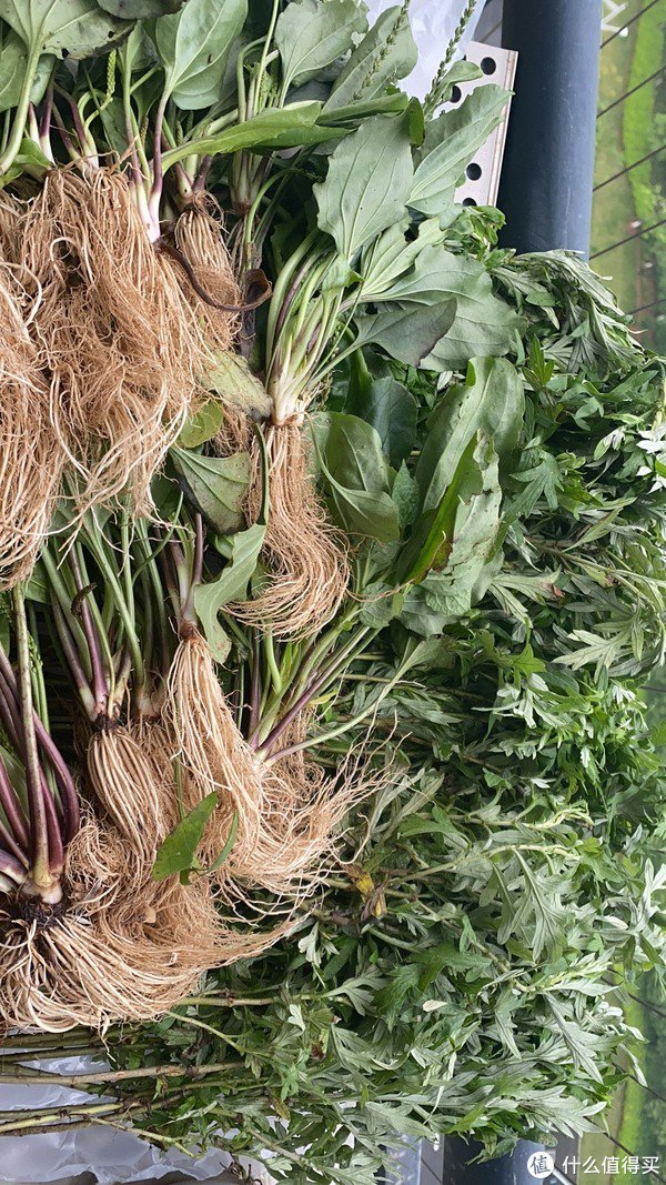 这两味极常见草药煮水给娃泡3次澡后,湿疹真的好了!