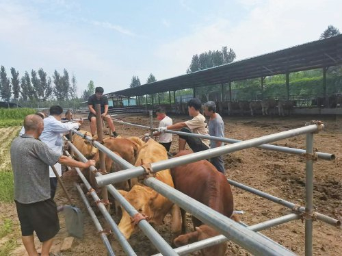 　　在冀南牛保种场内，技术人员在为冀南牛采集血样。　资料图